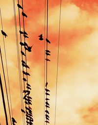 Low angle view of silhouette birds flying against sky during sunset