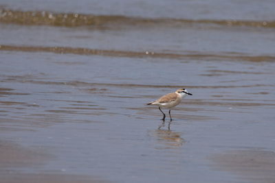 Bird on a lake