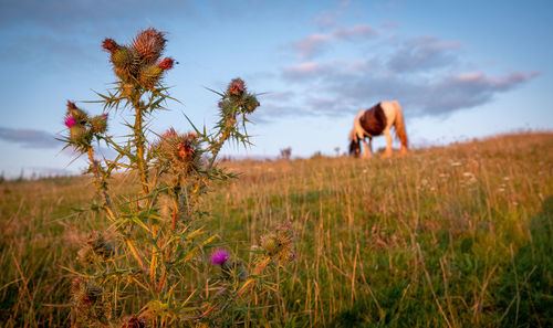 Scenic view of flowering plants on field against sky