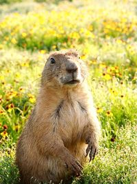 Close-up of animal. sitting on field