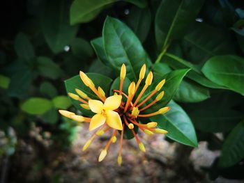 Close-up of yellow flowering plant