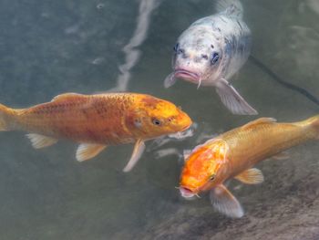 High angle view of fish swimming in pond