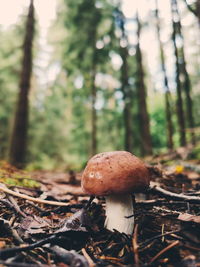 Close-up of mushroom growing on field