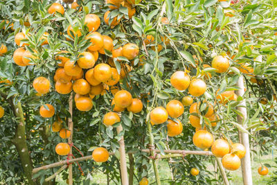 Low angle view of oranges growing on tree