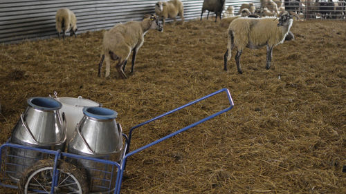 Horses in a farm