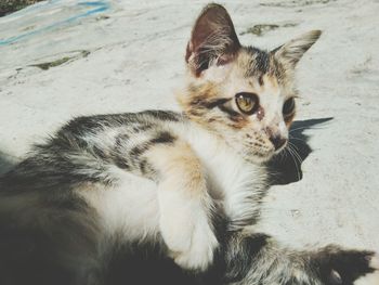 Close-up portrait of cat