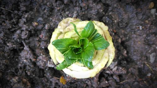 High angle view of plant growing on tree trunk