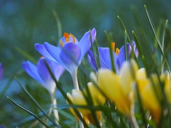 Close-up of  purple and yellow crocuses