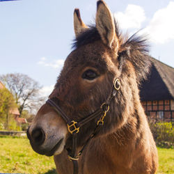 Close-up of a donkey on field