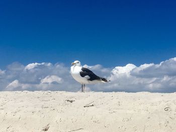 Seagull on a beach