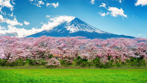 Scenic view of flowering trees on field against sky