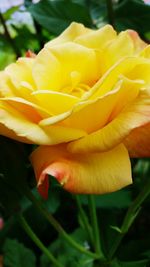 Close-up of yellow flower blooming outdoors