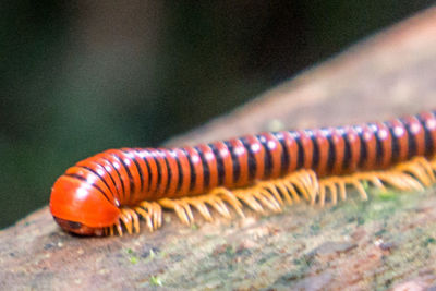 Close-up of insect