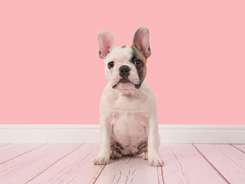 Portrait of dog sitting on hardwood floor