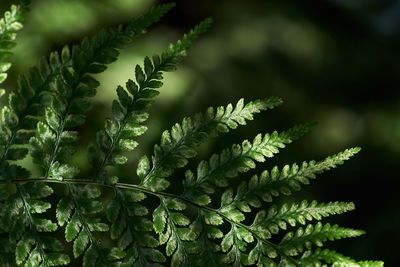 Light and shadow on the fern leaf