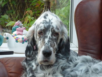 Close-up portrait of dog relaxing