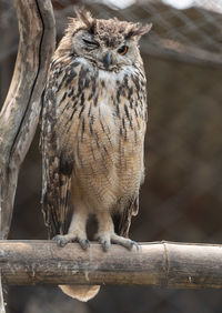 Close-up of owl perching on tree