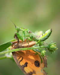 Close-up of insect on plant