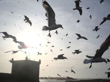 Low angle view of seagulls flying against sky