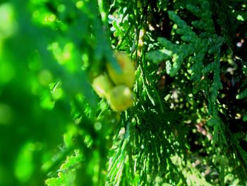 Close-up of plants