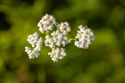 Flowers of achillea millefolium, commonly known as yarrow
