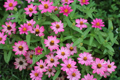 High angle view of pink flowering plants