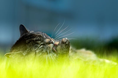 Close-up of cat licking paw while relaxing on land