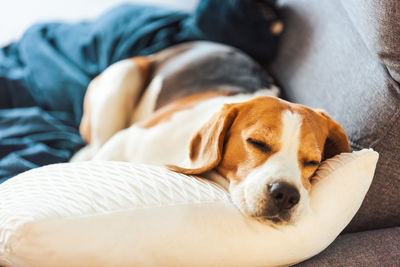 Beagle dog tired sleeps on a cozy sofa. tricolor purebred background