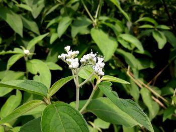 Close-up of white flowering plant