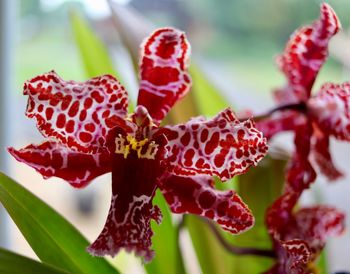 Close-up of red flowering plant