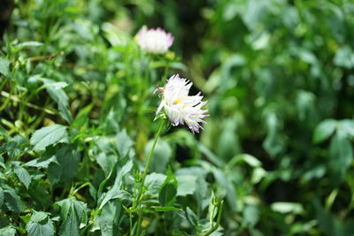 Close-up of white flowering plant