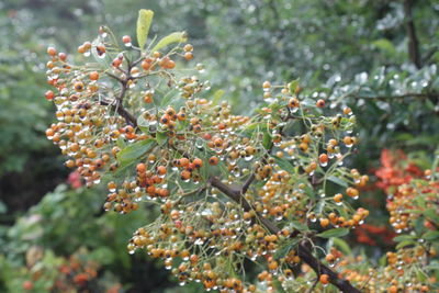 Close-up of fruits on tree