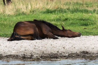 Horse on field