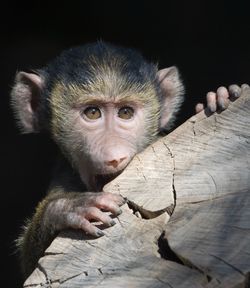 Portrait of monkey on wood