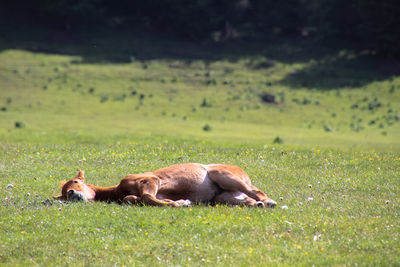 Sheep resting on field