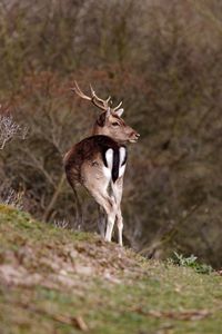 Deer on field against trees