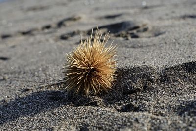 High angle view of crab on sand