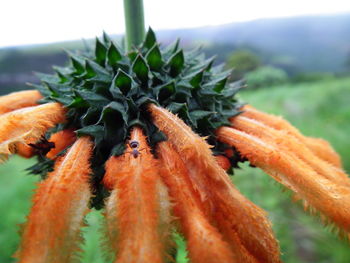 Close-up of plant