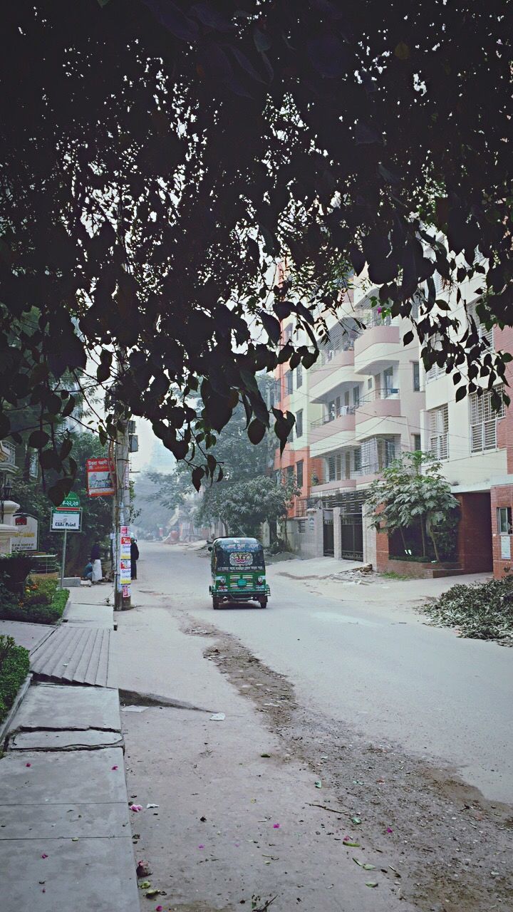 tree, city, car, street, building exterior, outdoors, wet, built structure, architecture, sky, day, nature, no people