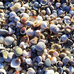 Full frame shot of seashells on pebbles at beach