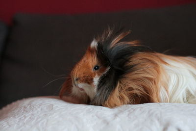 Close-up of guinea pig resting on bed