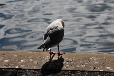 Seagull perching on a sea