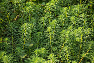 Full frame shot of plants growing on field