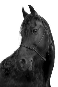 Close-up of a horse against clear sky