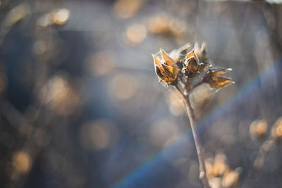 Close-up of insect on flower