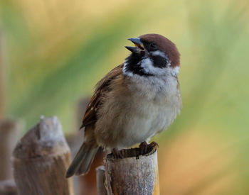 Close-up of bird perching on wooden post