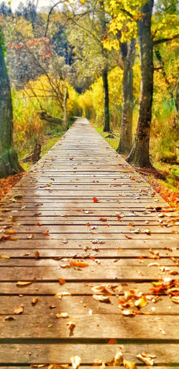 SURFACE LEVEL OF BOARDWALK ALONG TREES IN FOREST