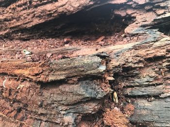 Close-up of insect on tree trunk