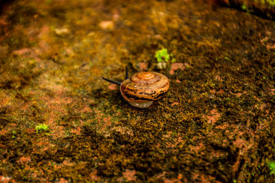 Close-up of snail on land