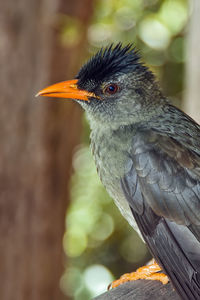 Close-up of bird perching